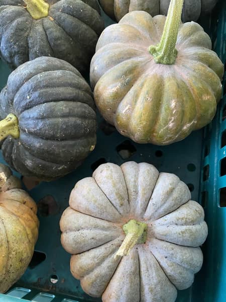 Crates of squash ready for the stall