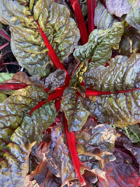 Rainbow chard seen from above, red stems fanning out through crinkled leaves